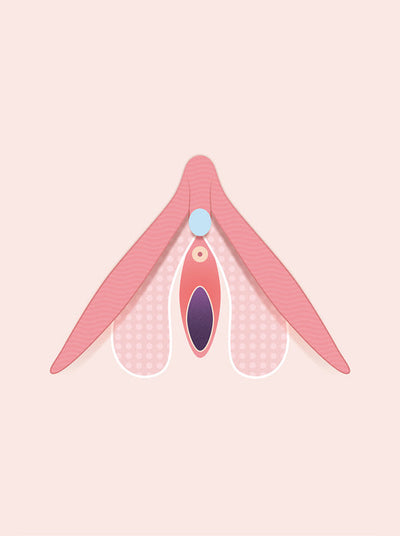 Clitoris 101: What is it, where to find it & complete diagrams