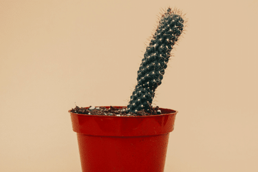 What to do if your partner has erectile dysfunction