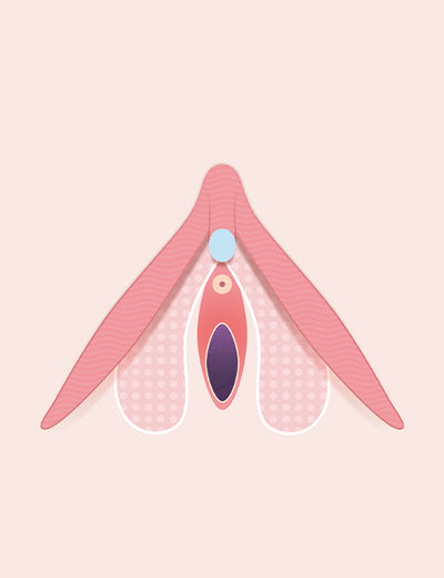 Clitoris diagram Vulva Talks by Smile Makers